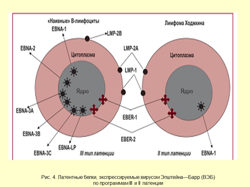 Рис. 4. Латентные белки, экспрессируемые вирусом Эпштейна—Барр (ВЭБ)  по программам III и II